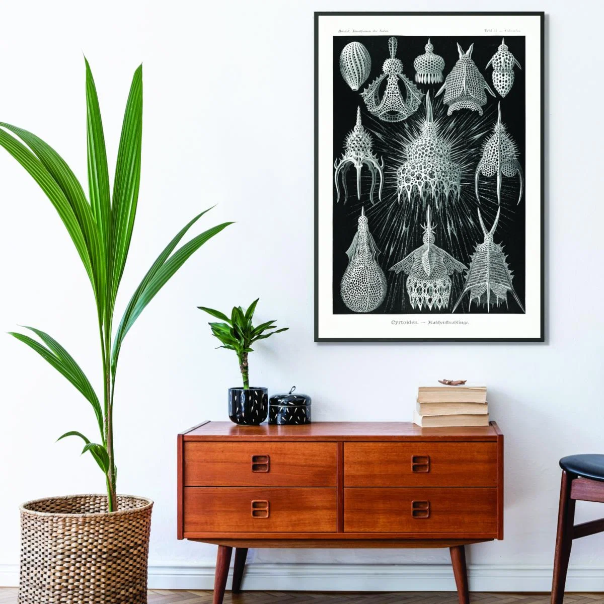 Grey Crytoidea-Flaschenstrahlinge By Ernst Haeckel A1 594 X 841Mm Stanley Print House – image 3
