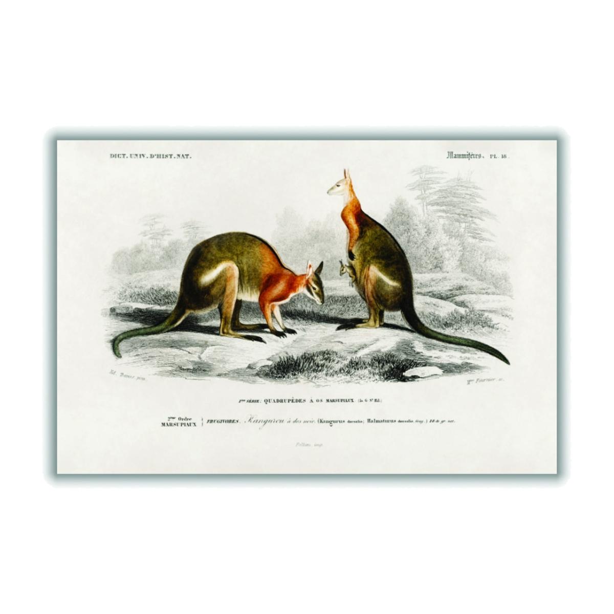 Yellow / Orange Macropus Extra Small Stanley Print House – image 1