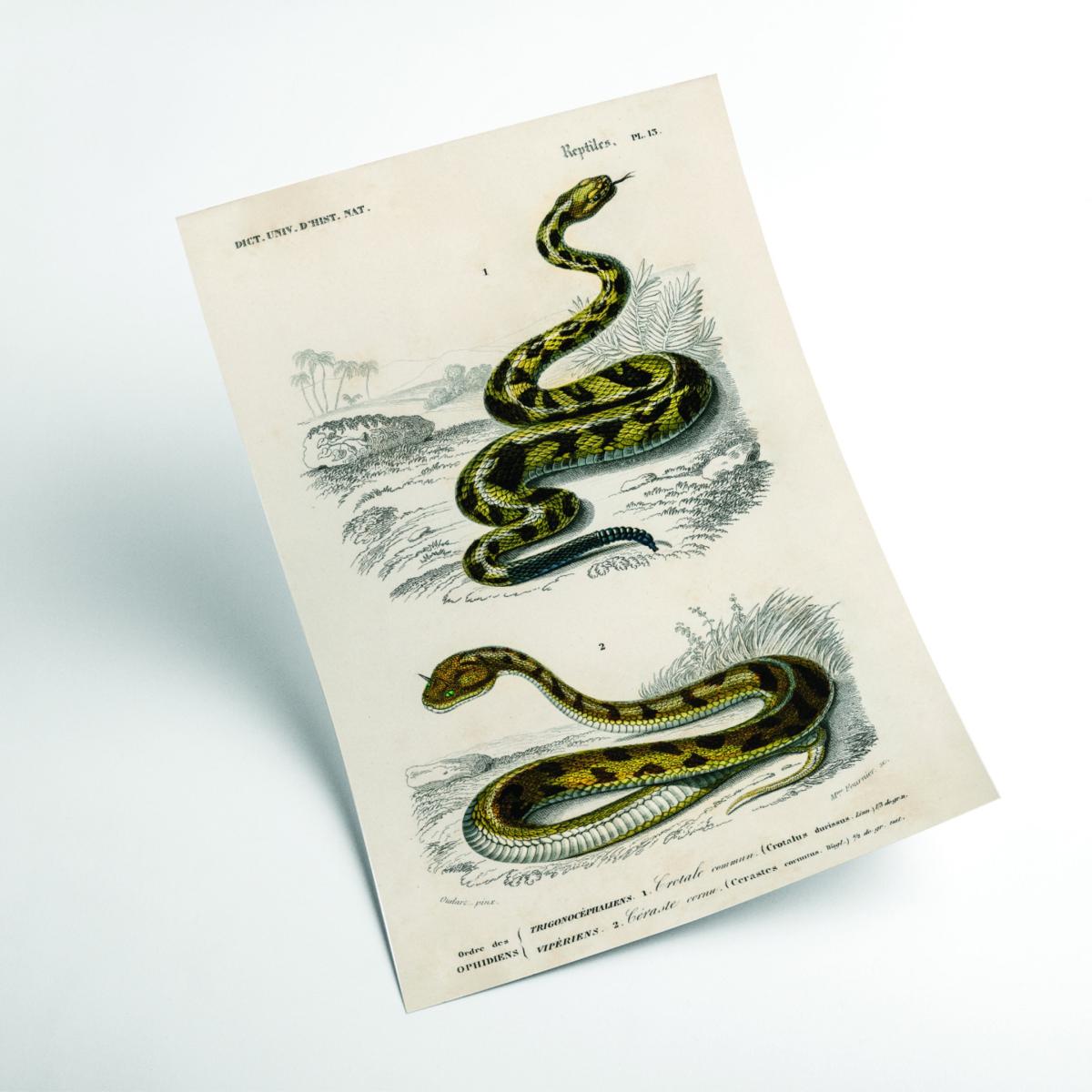 Rattlesnake Green Medium Stanley Print House – image 2