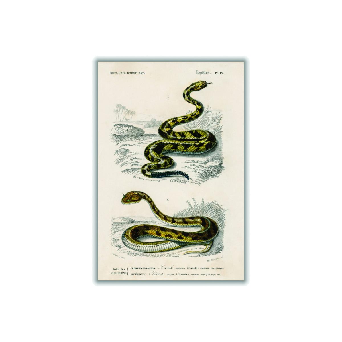 Rattlesnake Green Medium Stanley Print House – image 1