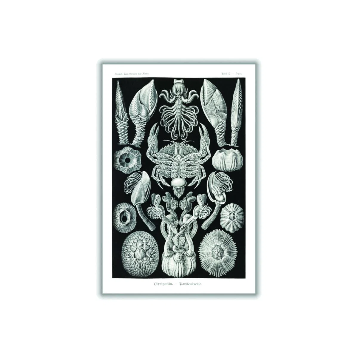 Grey Cirripedia-Rankenkreble By Ernst Haeckel A3 297 X 420Mm Stanley Print House – image 1