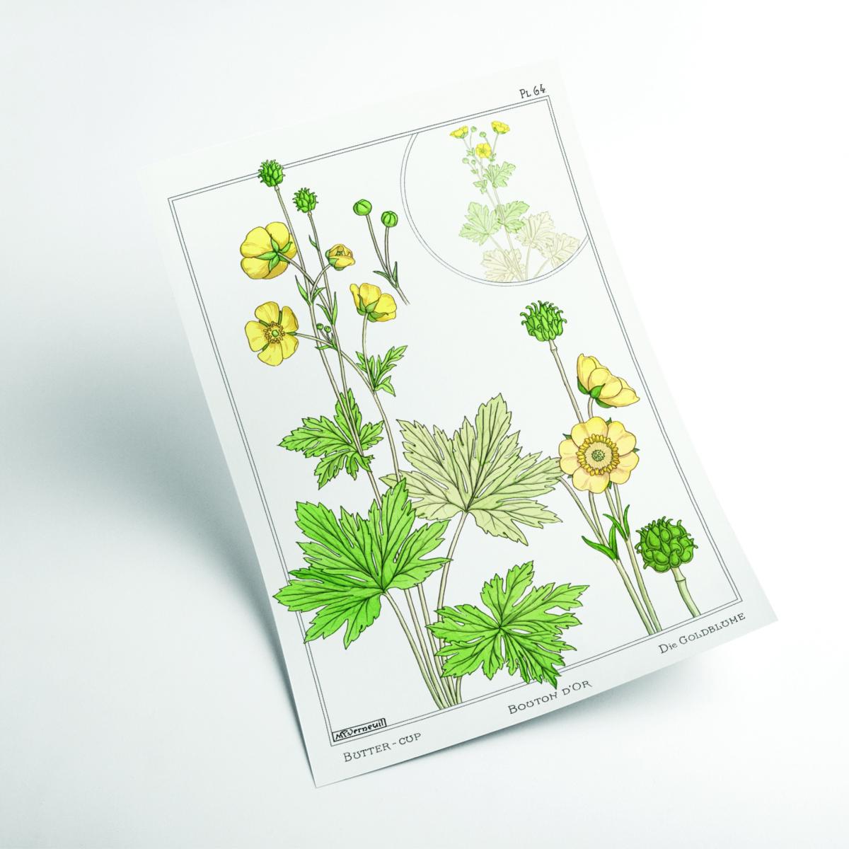 Green Vintage Botanicals - Buttercup Iiii A3 297 X 420Mm Stanley Print House – image 2
