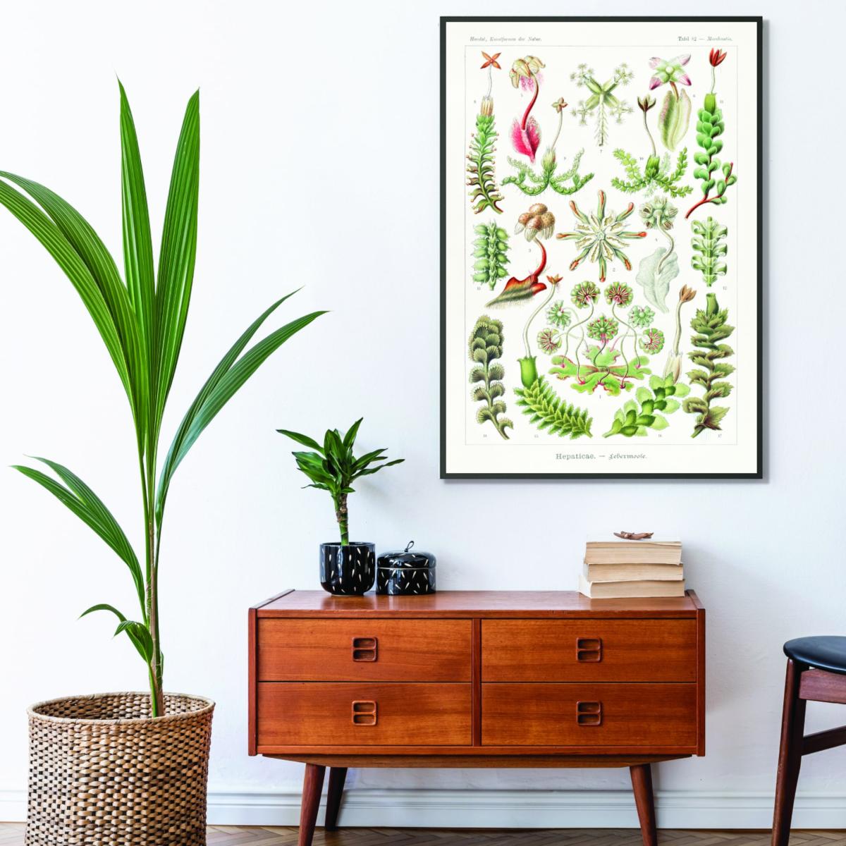 Green Hepaticae-Lebermoose By Ernst Haeckel A1 594 X 841Mm Stanley Print House – image 3