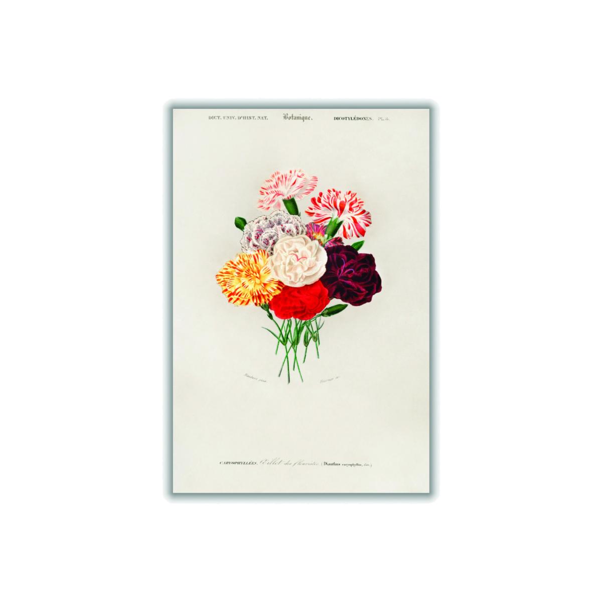 Yellow / Orange Carnation A4 210 X 297Mm Stanley Print House – image 1