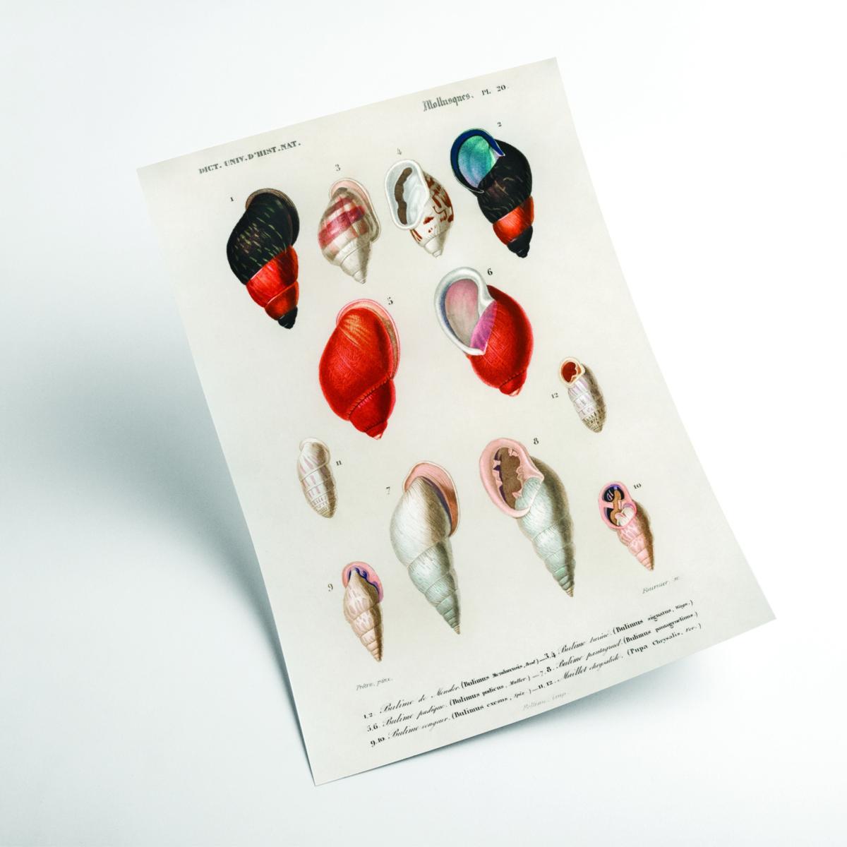 Different Types Of Mollusks A4 210 X 297Mm Stanley Print House – image 2