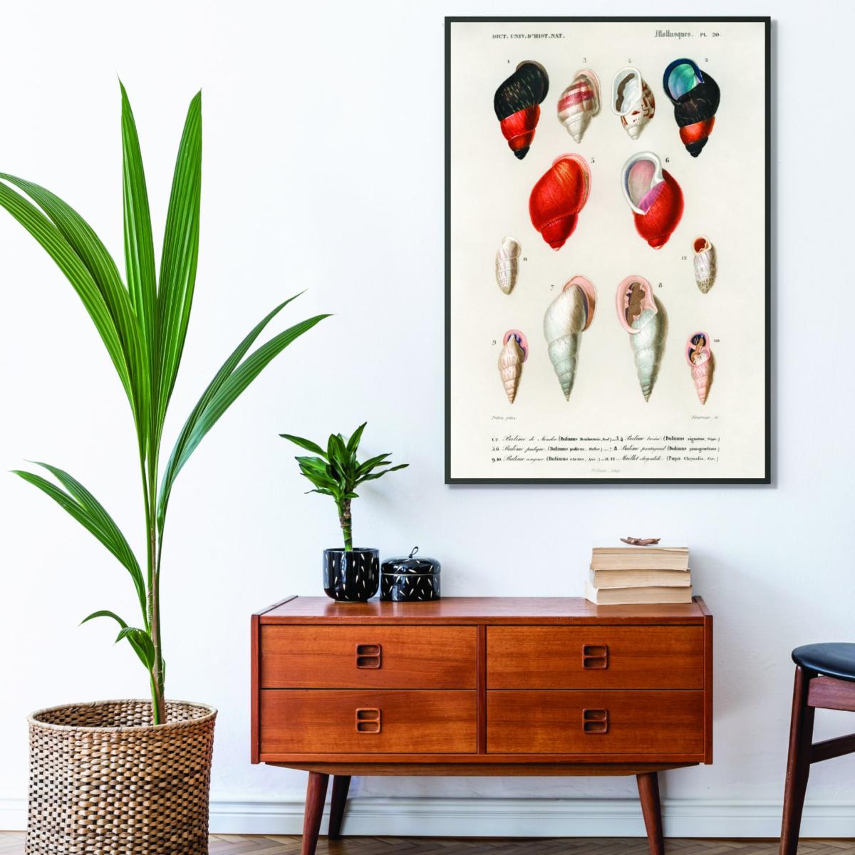 Different Types Of Mollusks A4 210 X 297Mm Stanley Print House – image 3