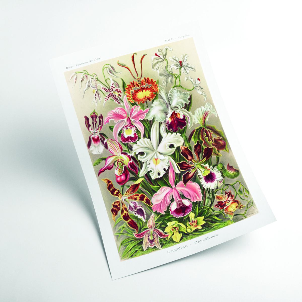 Orchideae-Denusblumen By Ernst Haeckel A4 210 X 297Mm Stanley Print House – image 2