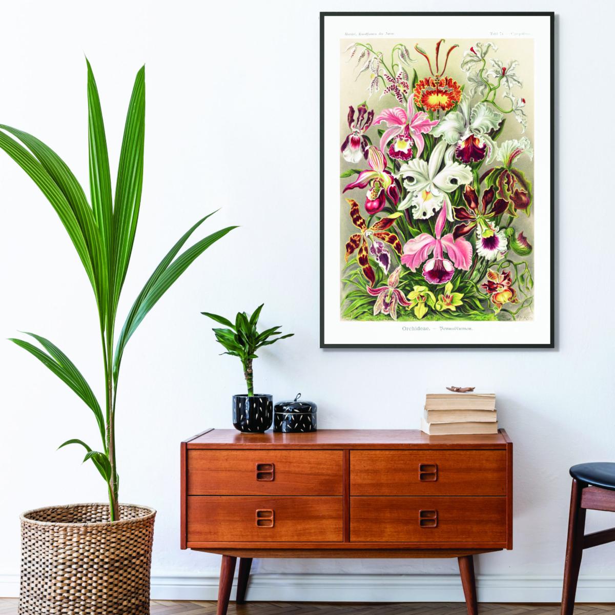 Orchideae-Denusblumen By Ernst Haeckel A4 210 X 297Mm Stanley Print House – image 3