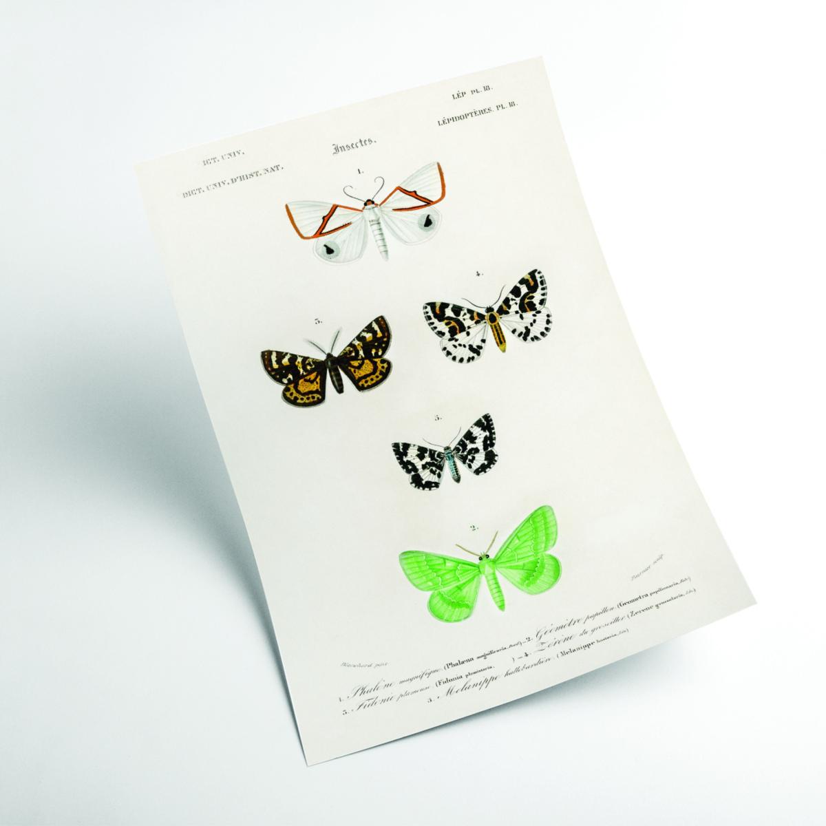 Collection Of Moths Ii Print Medium Stanley Print House – image 2