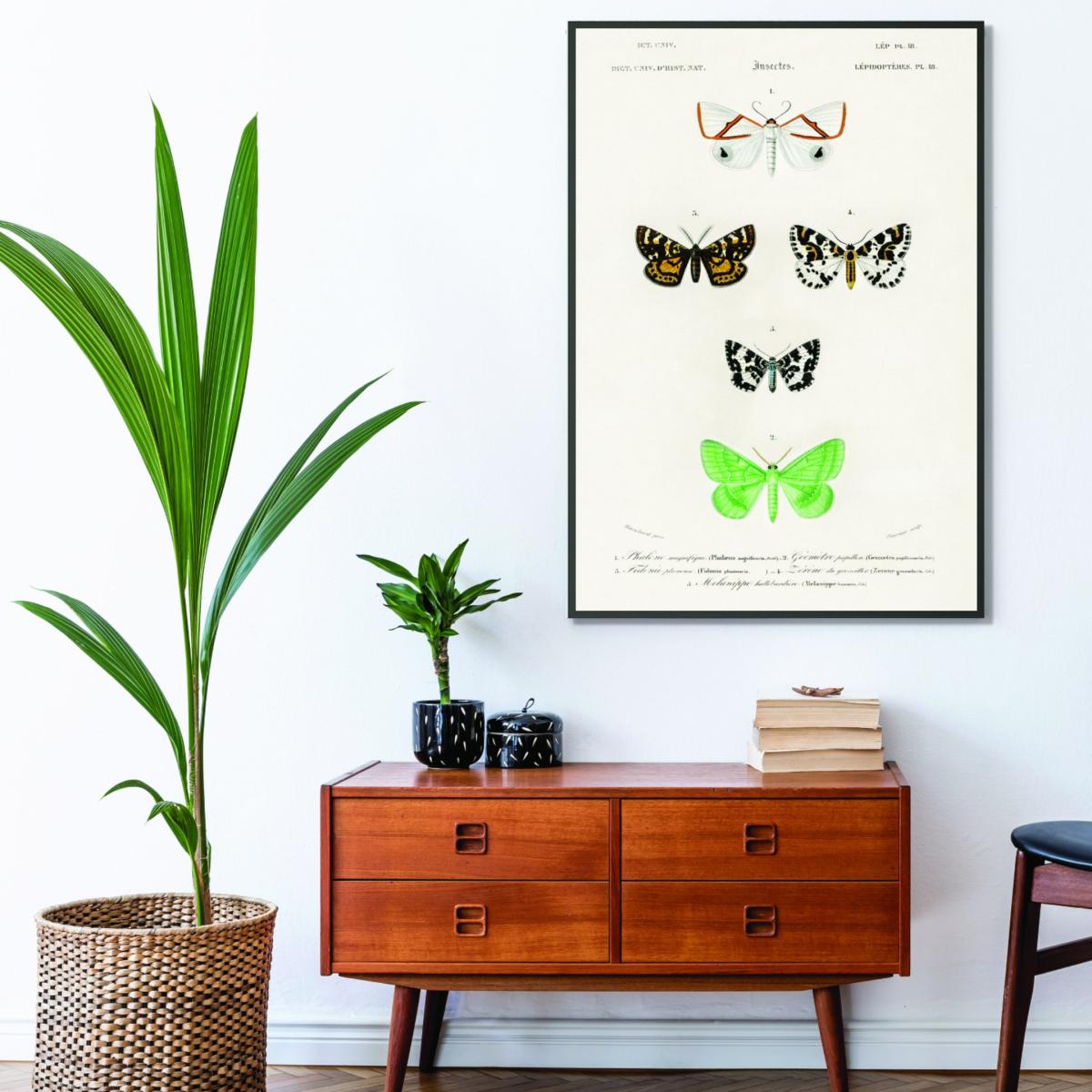 Collection Of Moths Ii Print Medium Stanley Print House – image 3