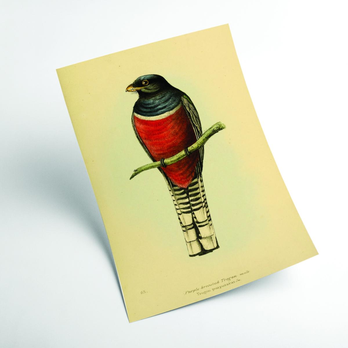 Red Vintage Purple Breasted Trogon A1 594 X 841Mm Stanley Print House – image 2