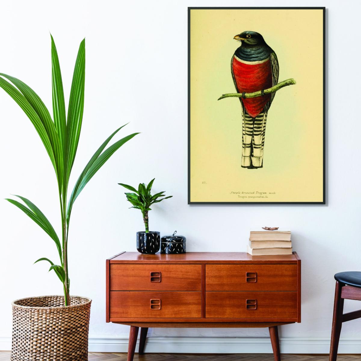 Red Vintage Purple Breasted Trogon A1 594 X 841Mm Stanley Print House – image 3