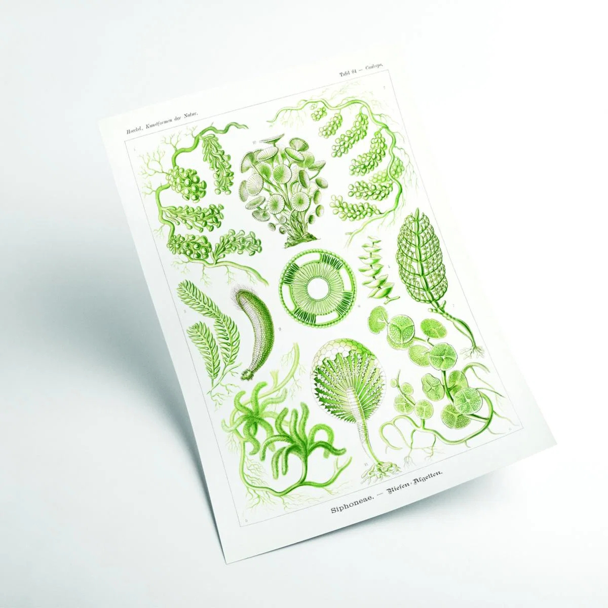 Green Siphoneae-Riesen Algetten By Ernst Haeckel A3 297 X 420Mm Stanley Print House – image 2