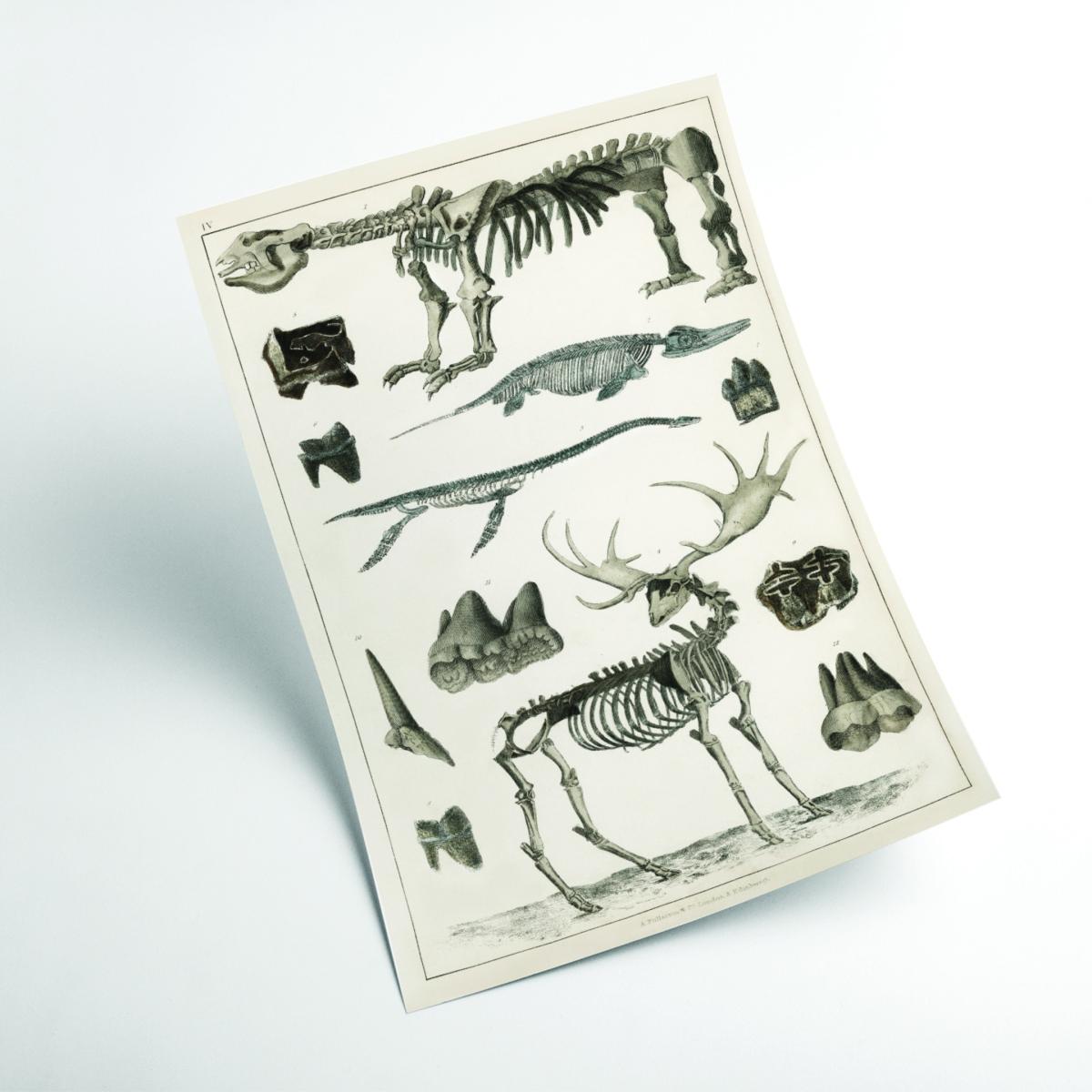 Grey Animal Bone Structures A2 420 X 594Mm Stanley Print House – image 2