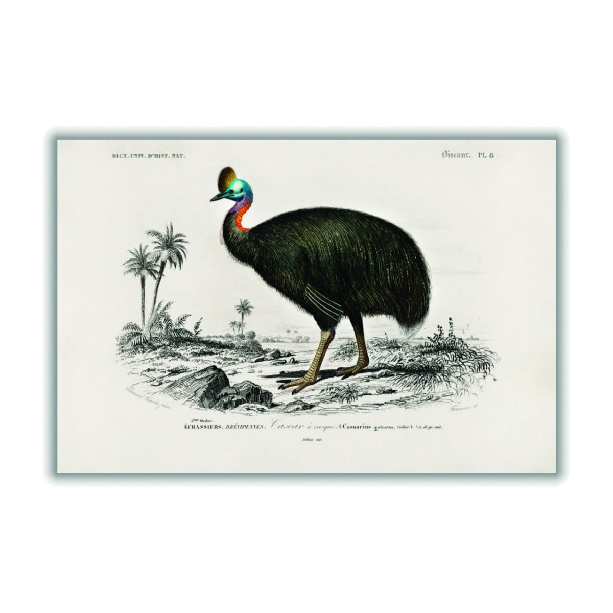 Black Casoar À Casque A4 210 X 297Mm Stanley Print House – image 1