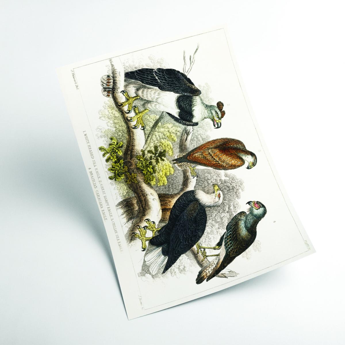 Types Of Eagles A2 420 X 594Mm Stanley Print House – image 2