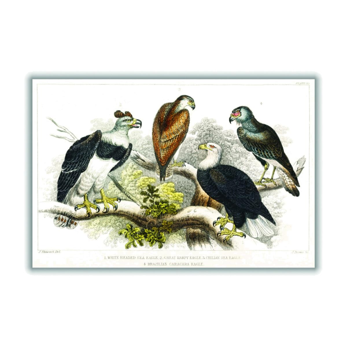 Types Of Eagles A2 420 X 594Mm Stanley Print House – image 1