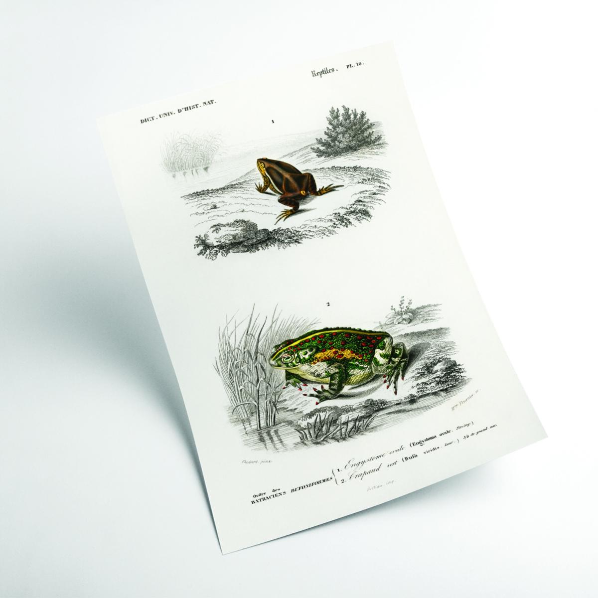 Green Natural History - Frogs And Toads Small Stanley Print House – image 2