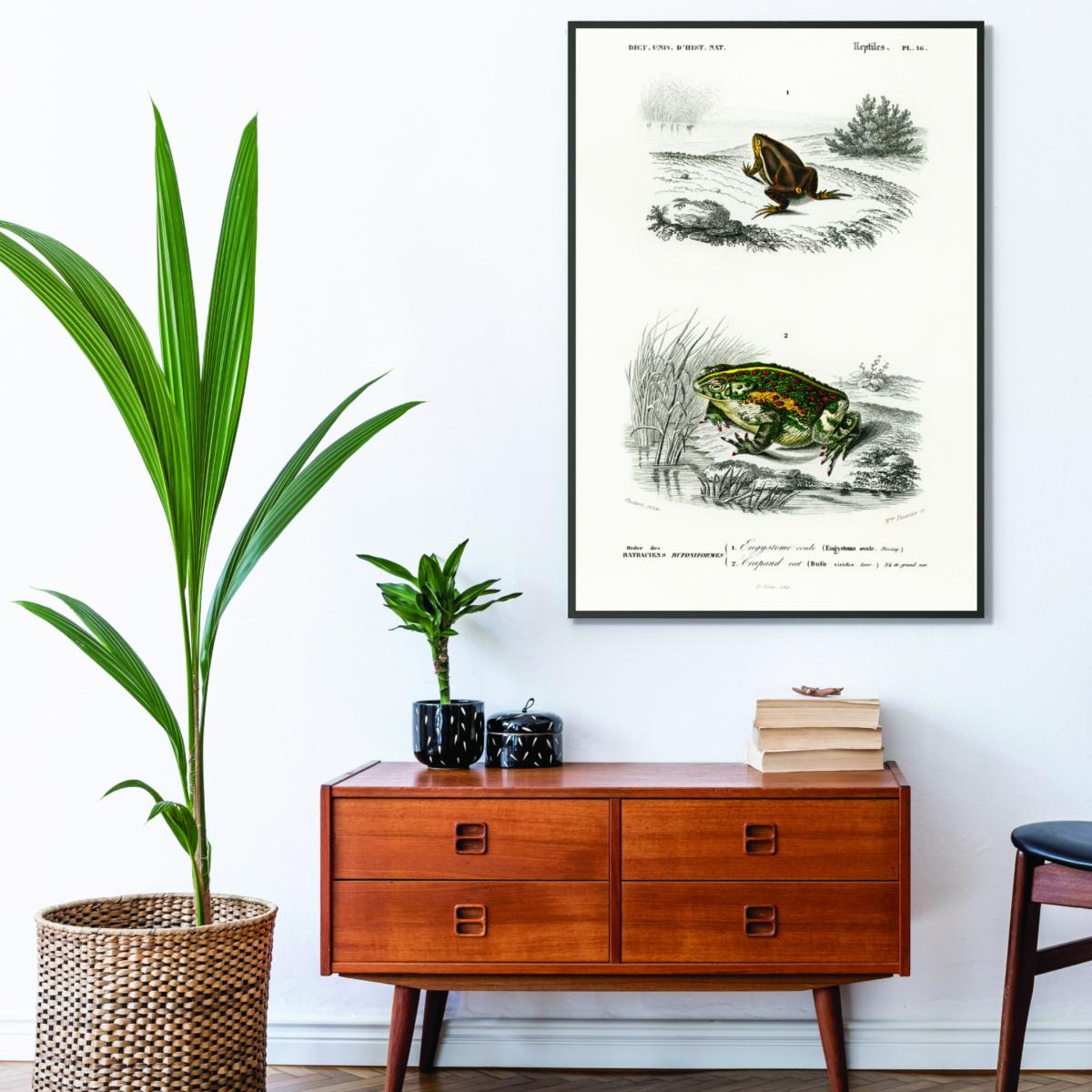 Green Natural History - Frogs And Toads Small Stanley Print House – image 3