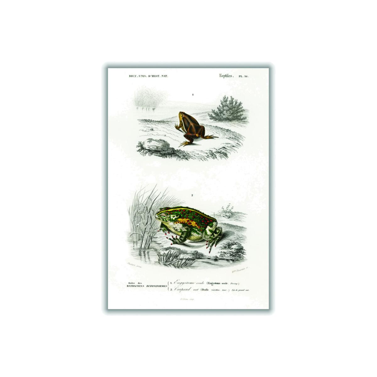 Green Natural History - Frogs And Toads Small Stanley Print House – image 1