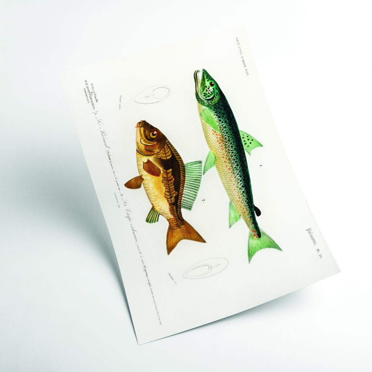 Yellow / Orange Salmo Hamatus And Cyprinus Carpio A3 297 X 420Mm Stanley Print House – image 2