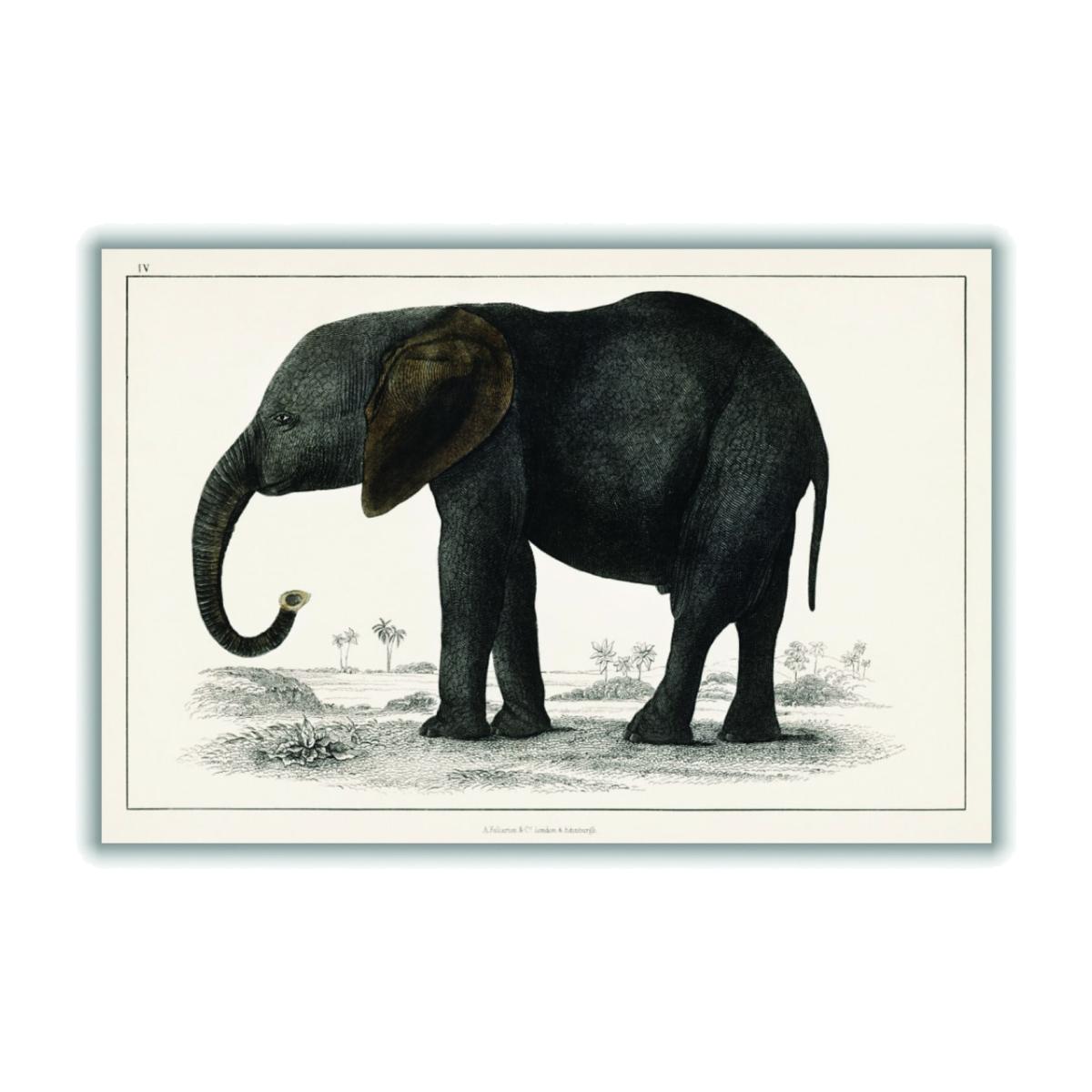 A Portrait Of A Dark Grey Elephant Xxs Stanley Print House – image 1