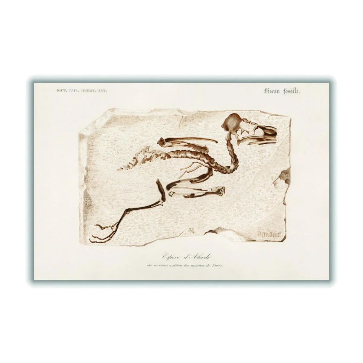 Brown Kingfisher Extra Small Stanley Print House – image 1