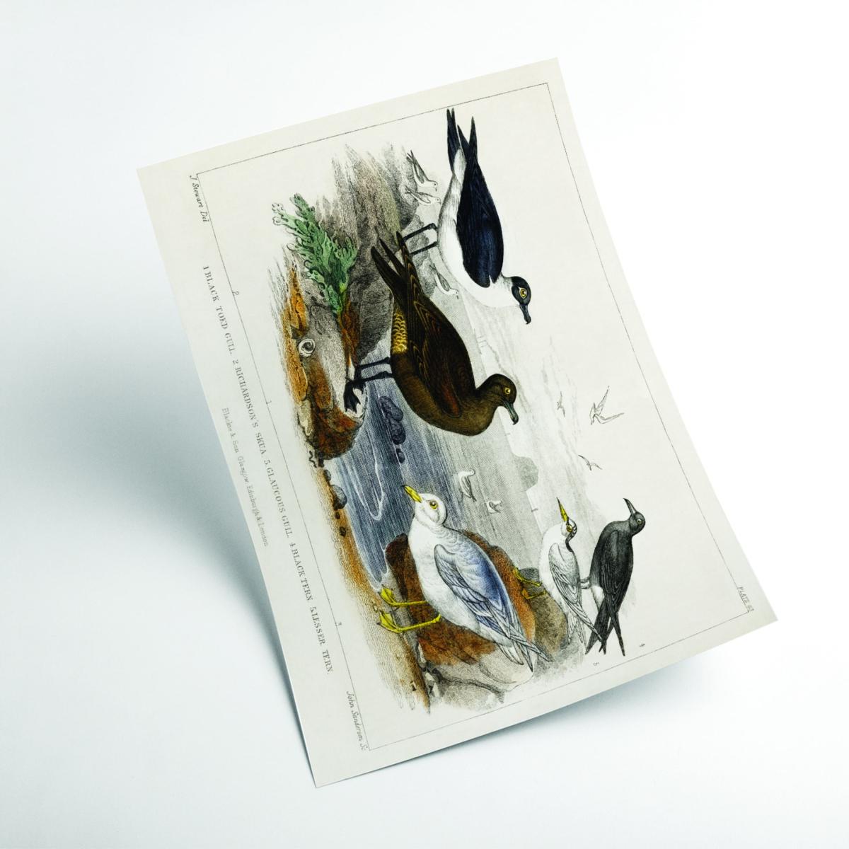 Various Seagulls A2 420 X 594Mm Stanley Print House – image 2