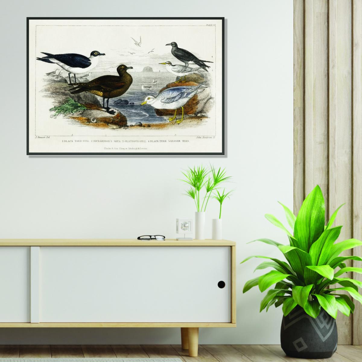 Various Seagulls A2 420 X 594Mm Stanley Print House – image 3