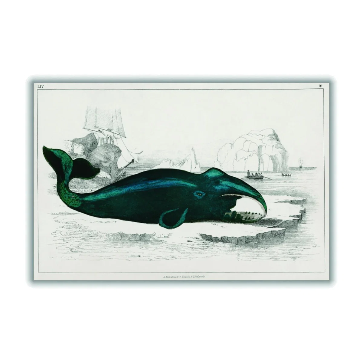 Blue Whale Illustration A2 420 X 594Mm Stanley Print House – image 1