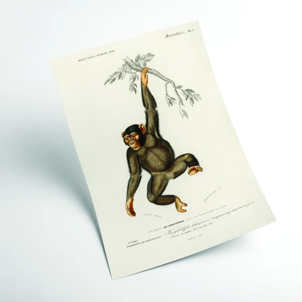 Brown Chimpangze Medium Stanley Print House – image 2