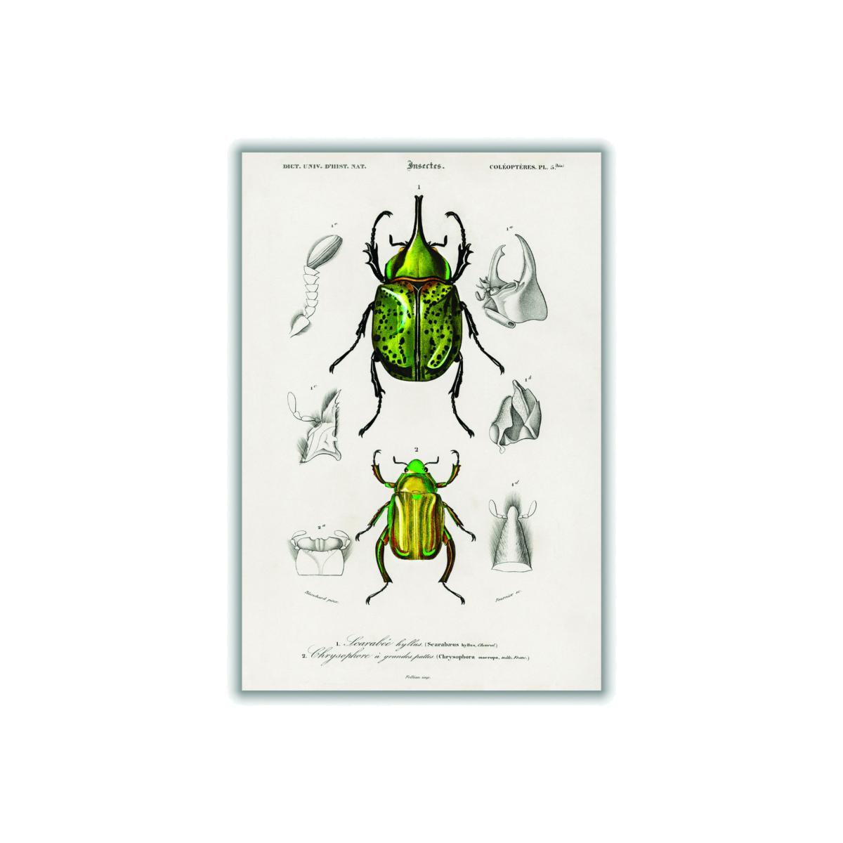Green Eastern Hecules Beetle A1 594 X 841Mm Stanley Print House – image 1