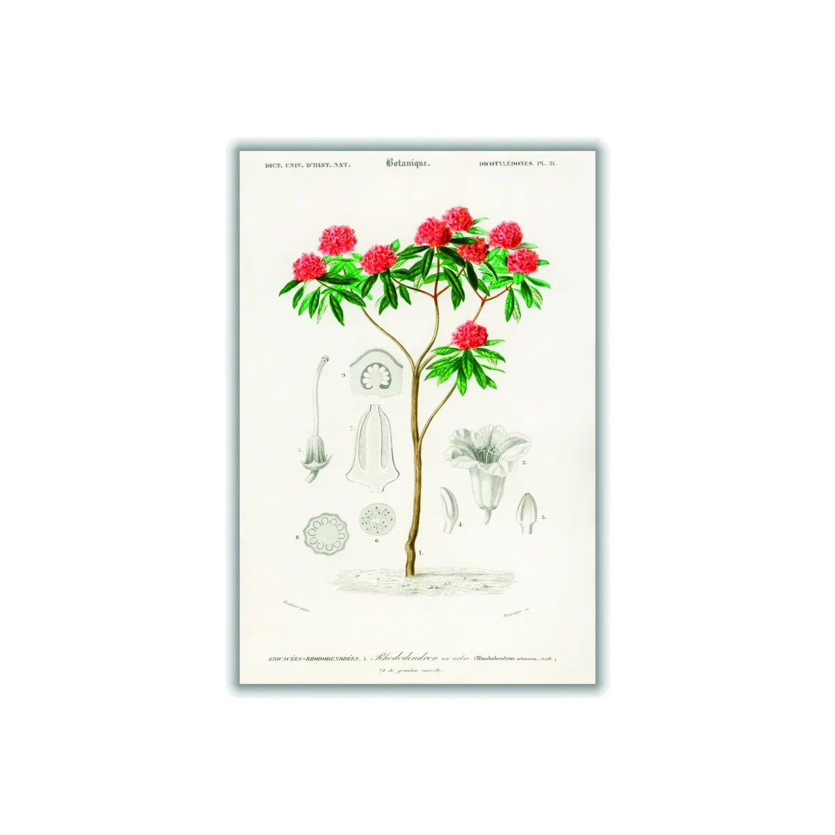 Rhododendron Arboreum Large Stanley Print House – image 1