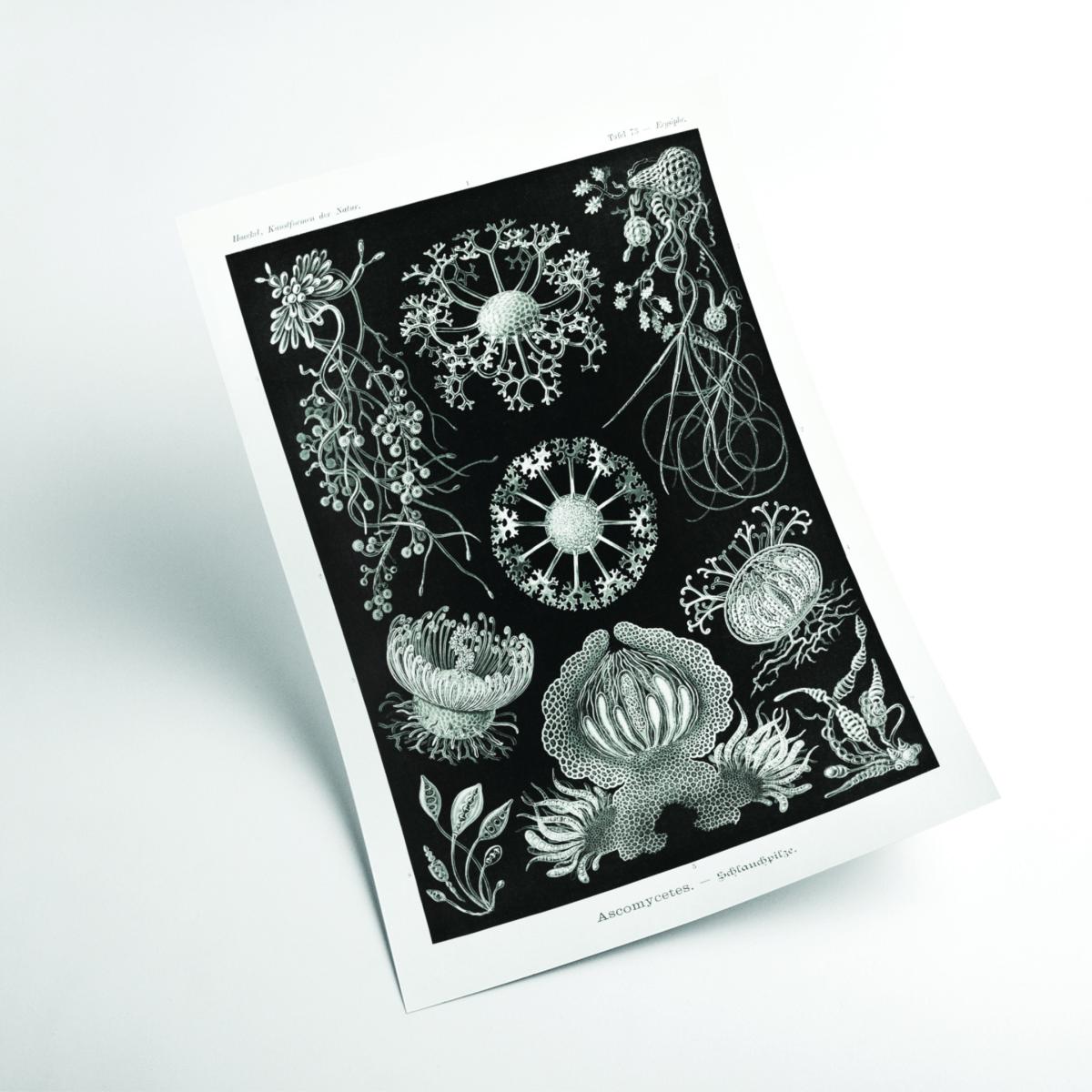 Grey Ascomycetes-Schlauchpilze By Ernst Haeckel A3 297 X 420Mm Stanley Print House – image 2