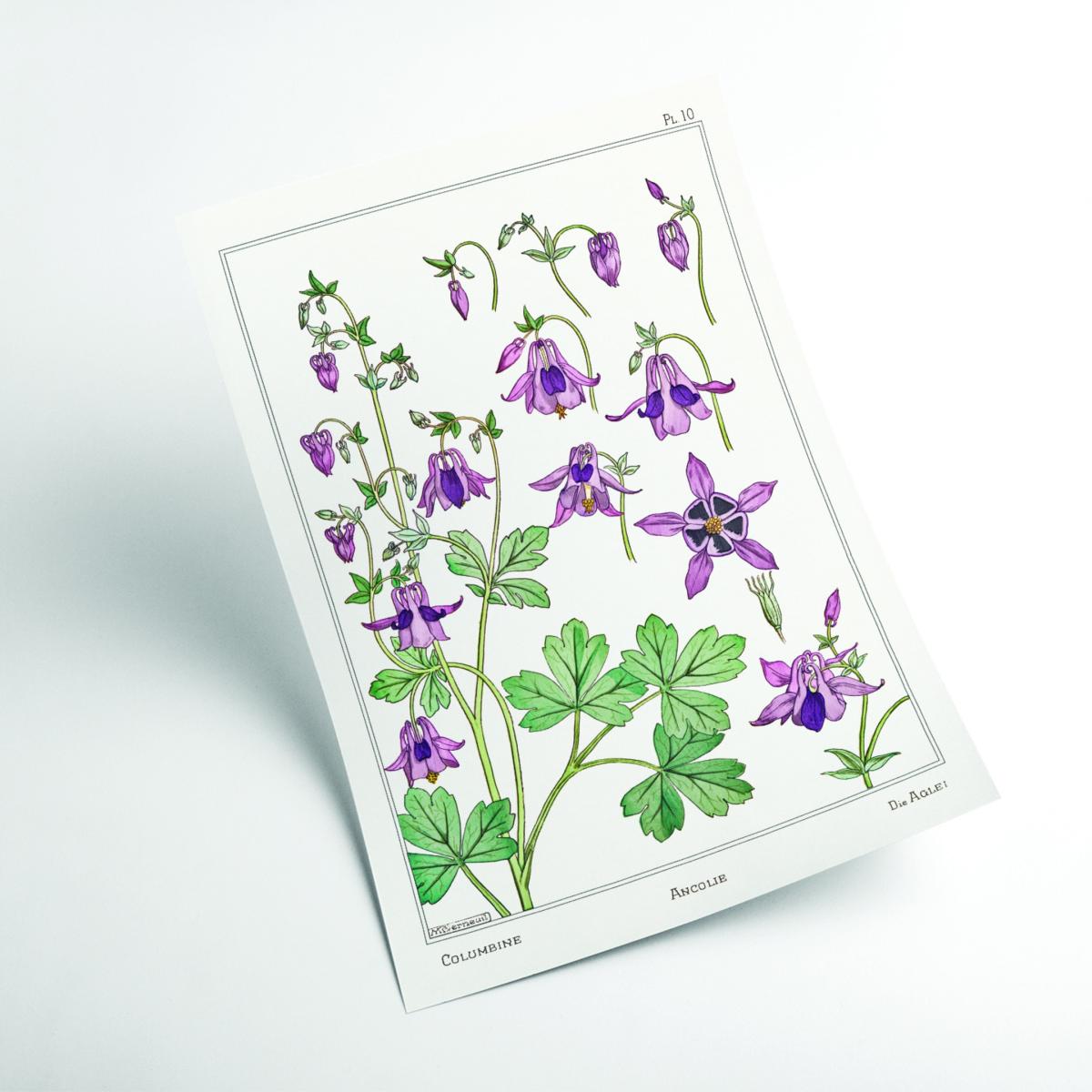 Pink / Purple Vintage Botanicals - Ancolie Columbine Ii Medium Stanley Print House – image 2