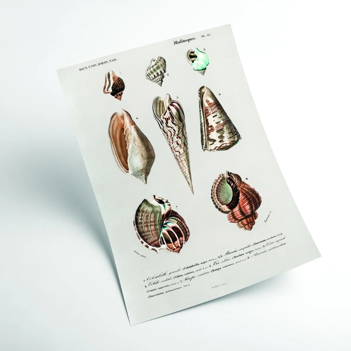 Rose Gold Types Of Mollusks A4 210 X 297Mm Stanley Print House – image 2