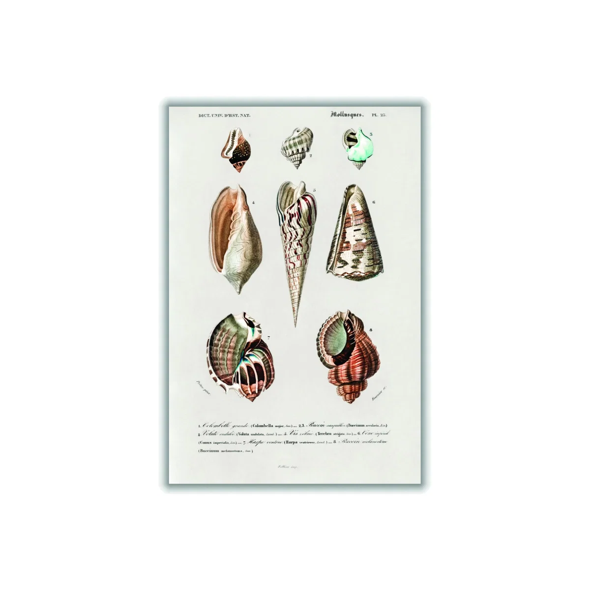 Rose Gold Types Of Mollusks A4 210 X 297Mm Stanley Print House – image 1