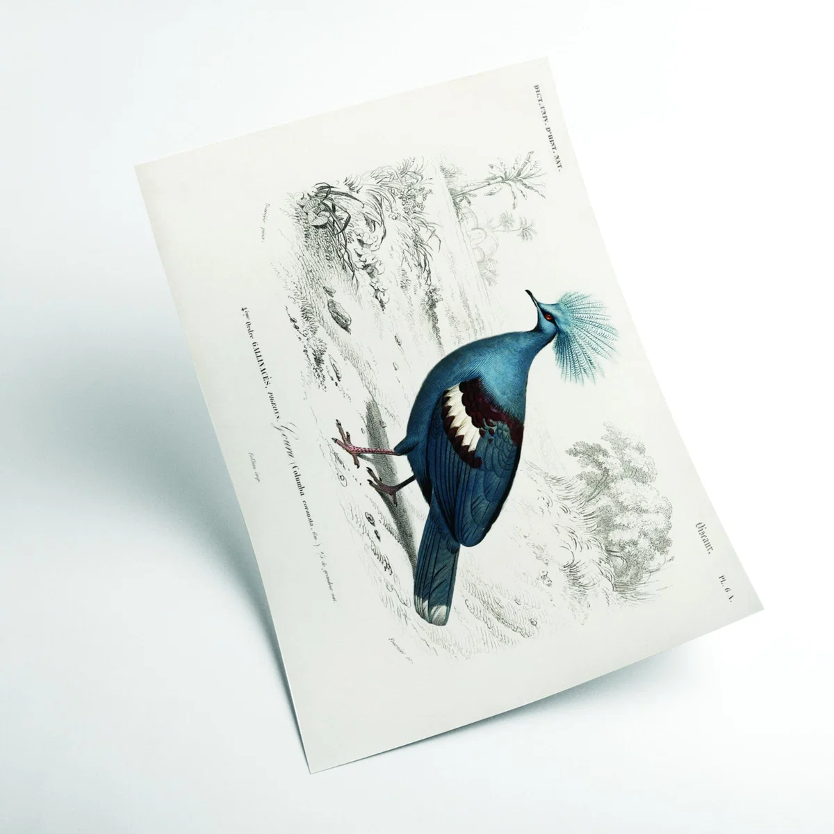 Blue Goura Small Stanley Print House – image 2