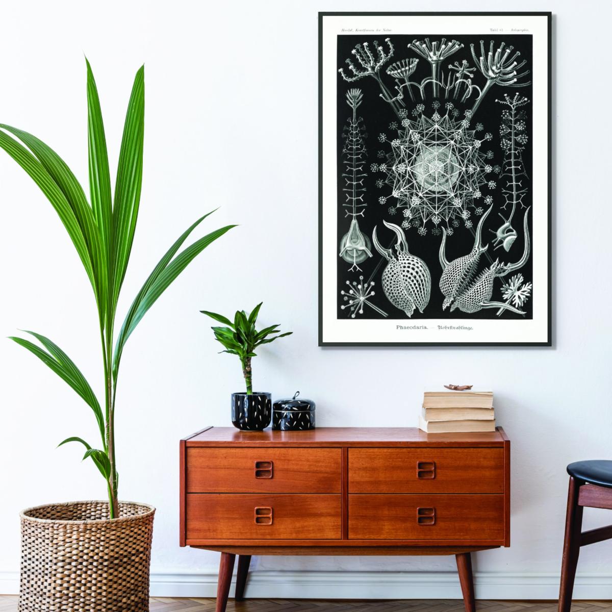 Grey Phaeodaria-Rohrstrahlinge I By Ernst Haeckel A1 594 X 841Mm Stanley Print House – image 3