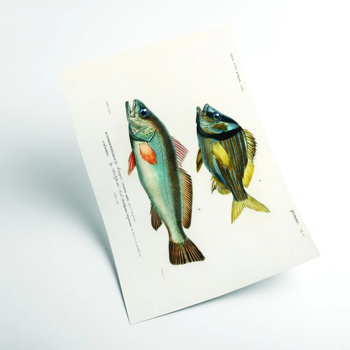 Porkfish Extra Small Stanley Print House – image 2
