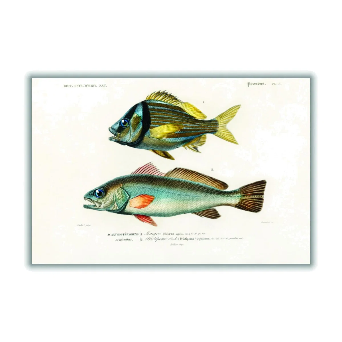 Porkfish Extra Small Stanley Print House – image 1
