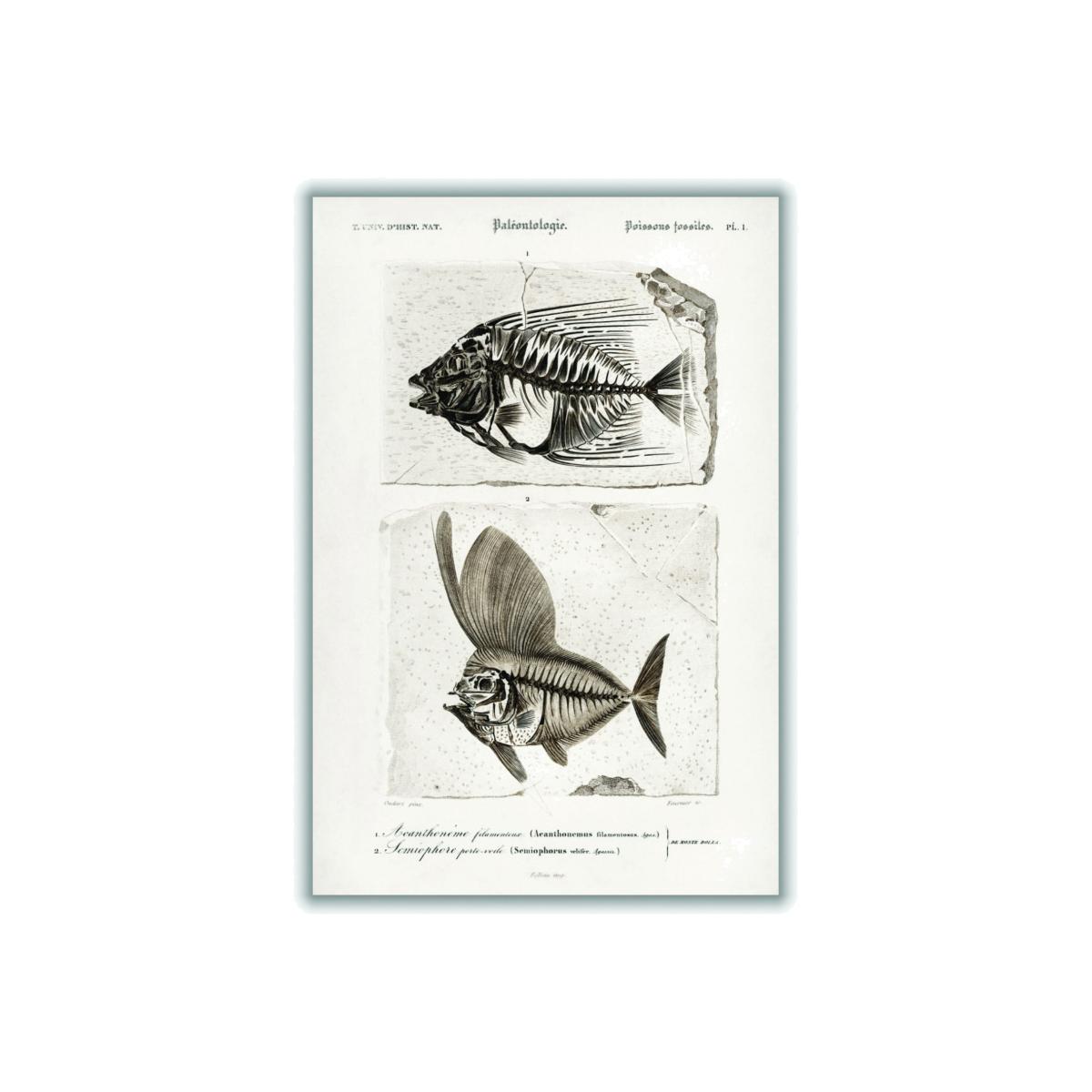 Neutrals Ray Finned Fish Acanthonemus And Semiophorus A3 297 X 420Mm Stanley Print House – image 1