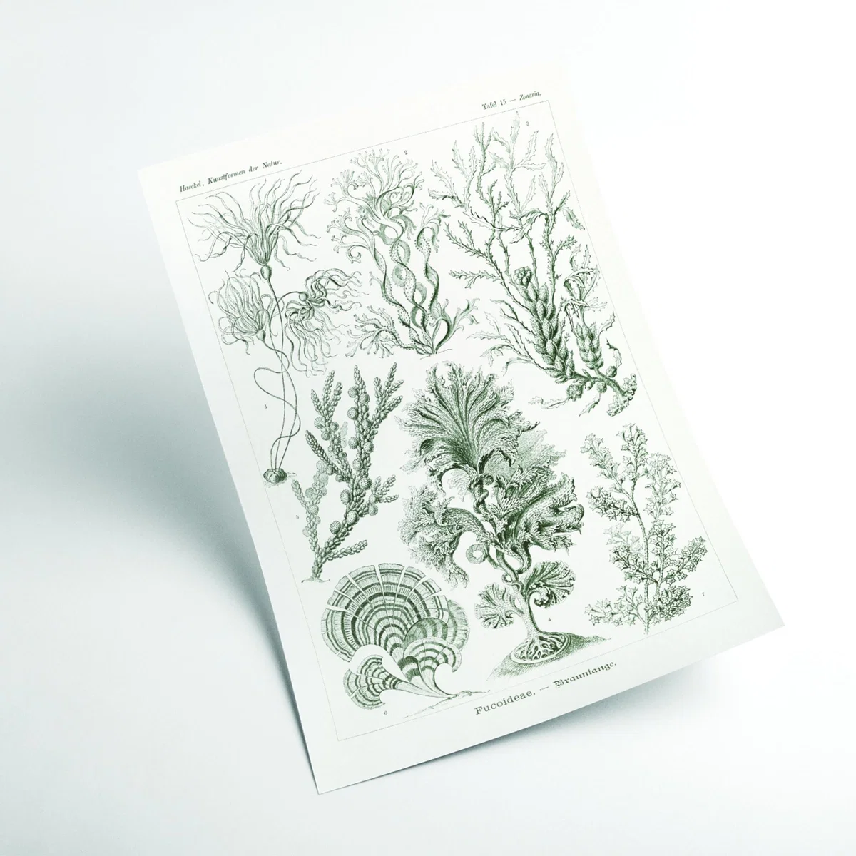 Grey Fucoideae-Brauntange By Ernst Haeckel A2 420 X 594Mm Stanley Print House – image 2