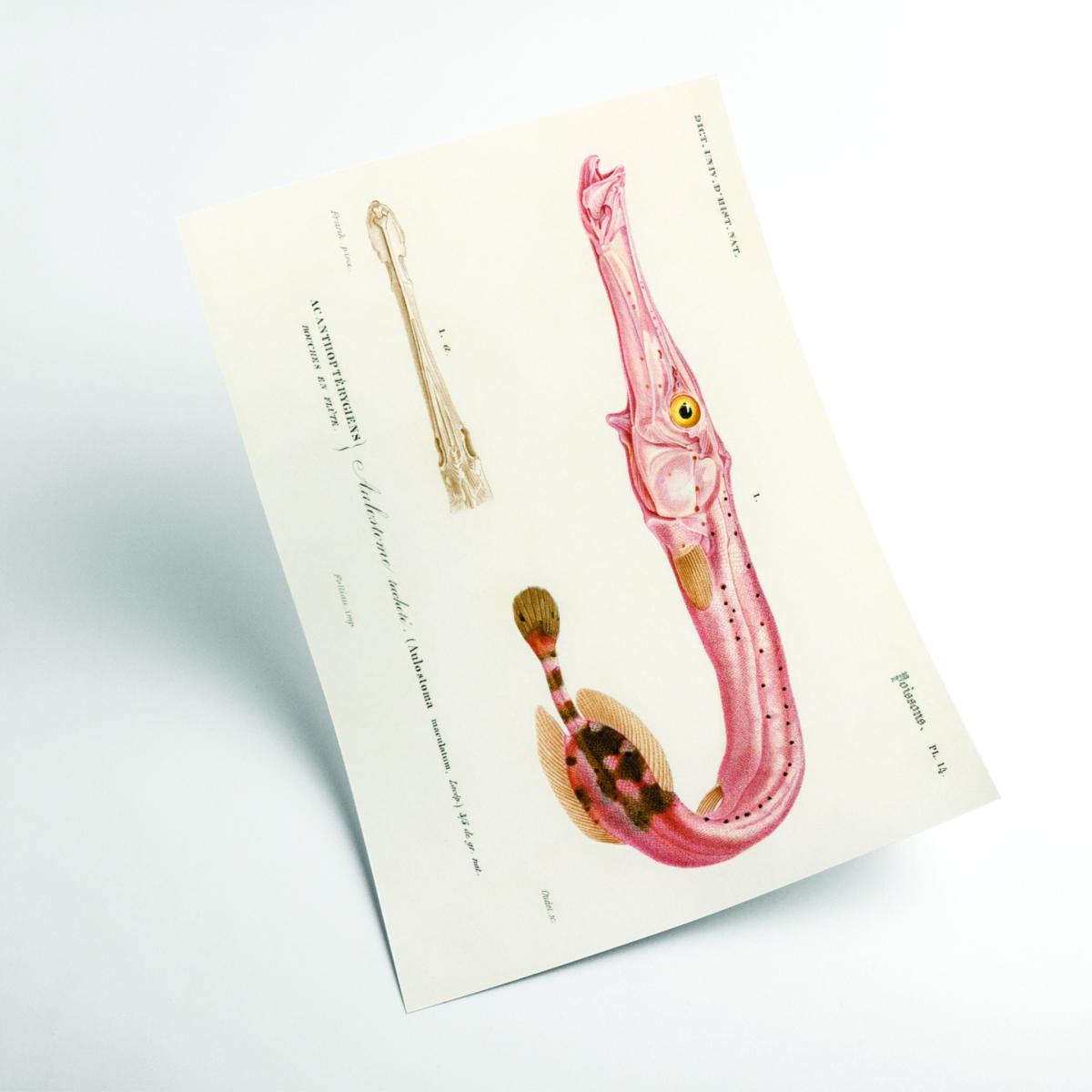 Rose Gold Aulostoma Maculatum A2 420 X 594Mm Stanley Print House – image 2