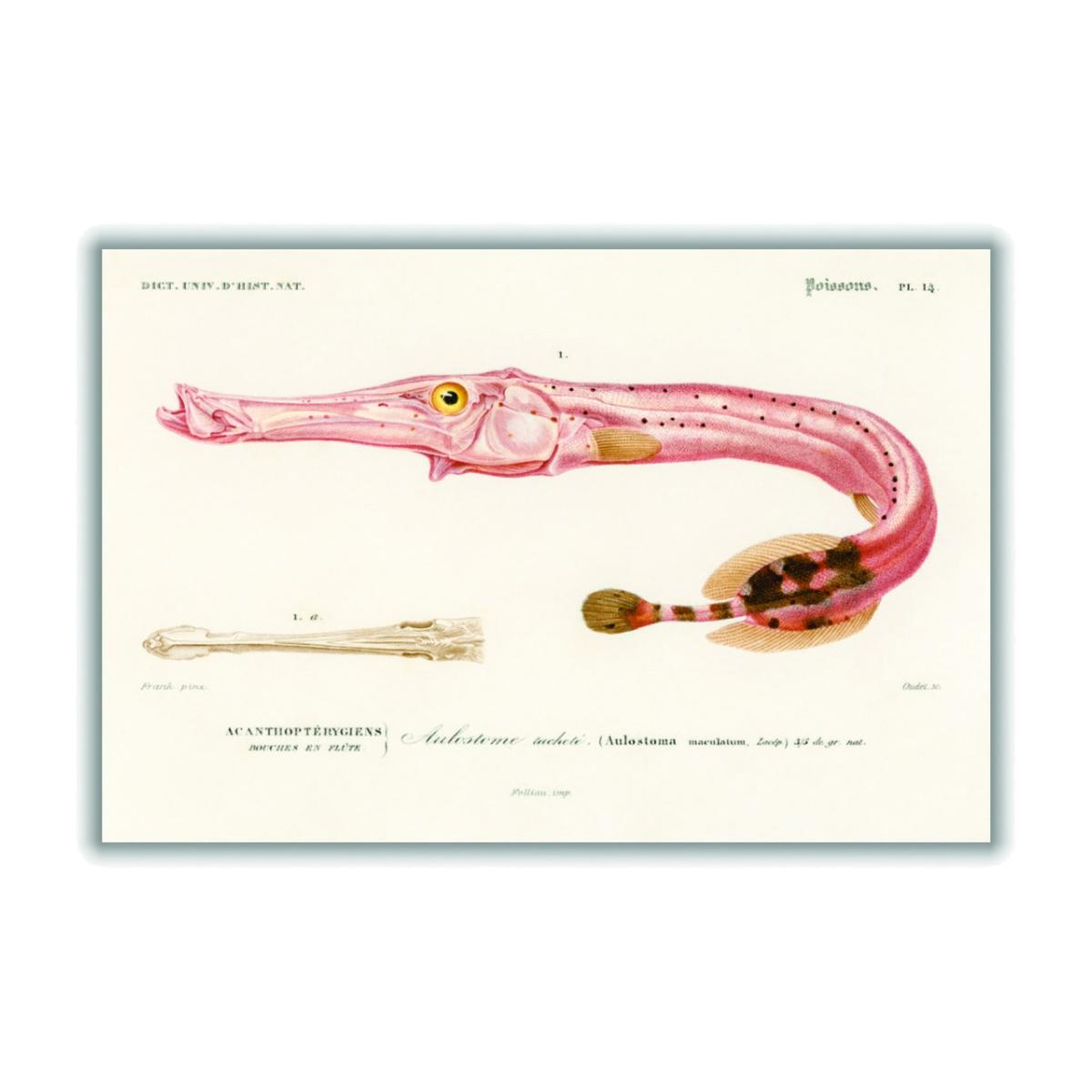 Rose Gold Aulostoma Maculatum A2 420 X 594Mm Stanley Print House – image 1