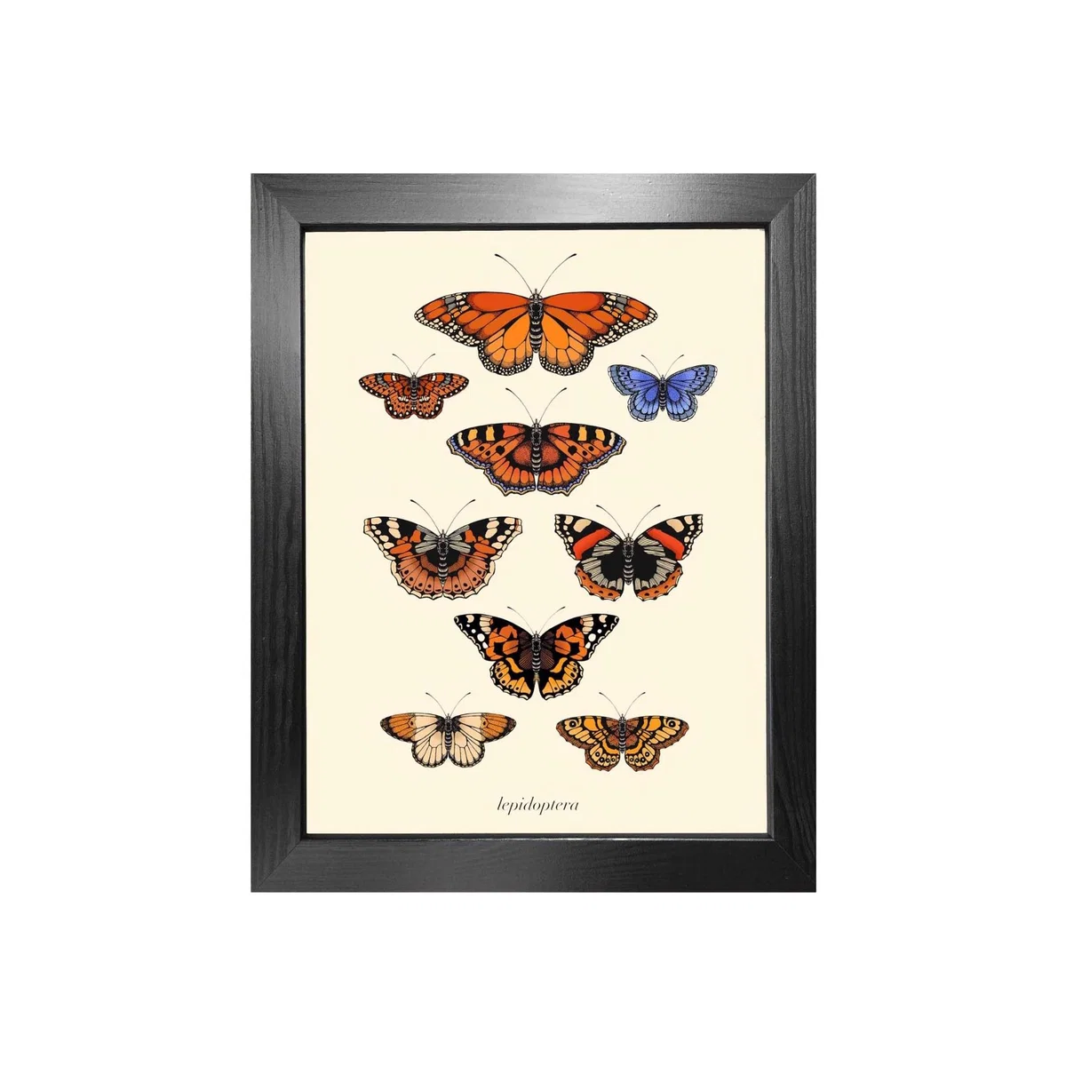 Gold 'Antique British Butterflies' Fine Art Print A4 Emily Carter