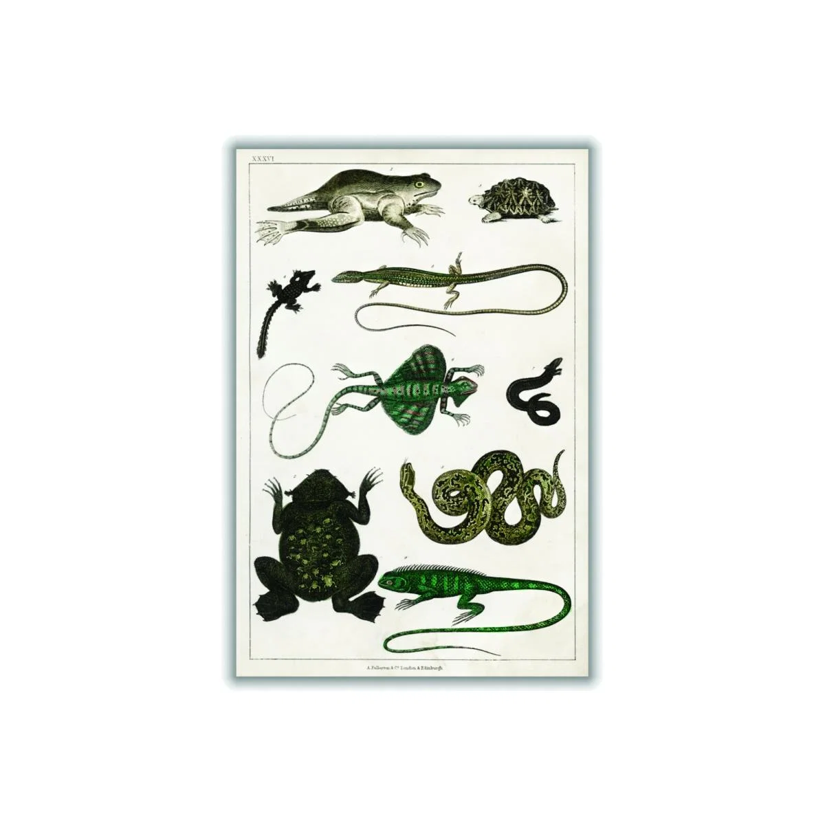 Black Collection Of Reptiles Print A4 210 X 297Mm Stanley Print House – image 1