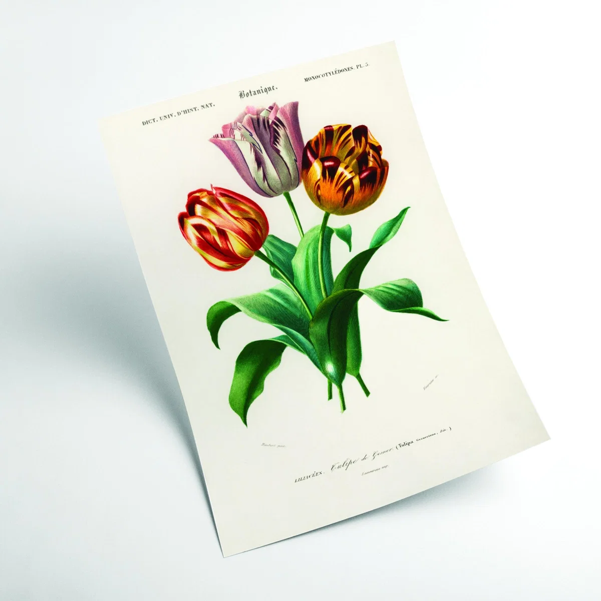 Didier's Tulip Print Extra Large Stanley Print House – image 2