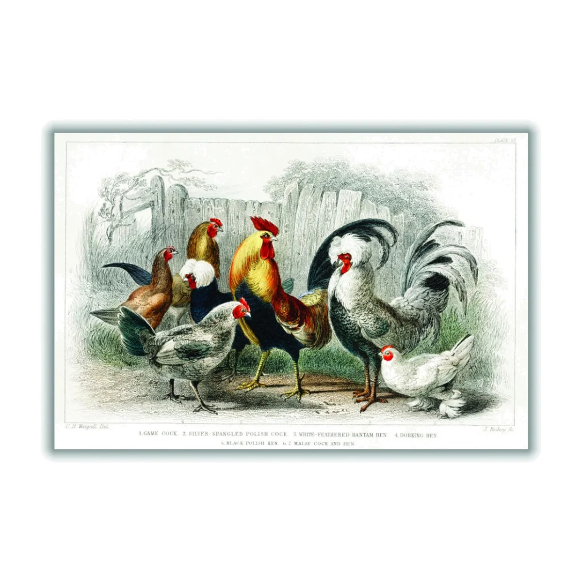 Cocks And Hens By Oliver Goldsmith - Multicolour A4 210 X 297Mm Stanley Print House – image 1