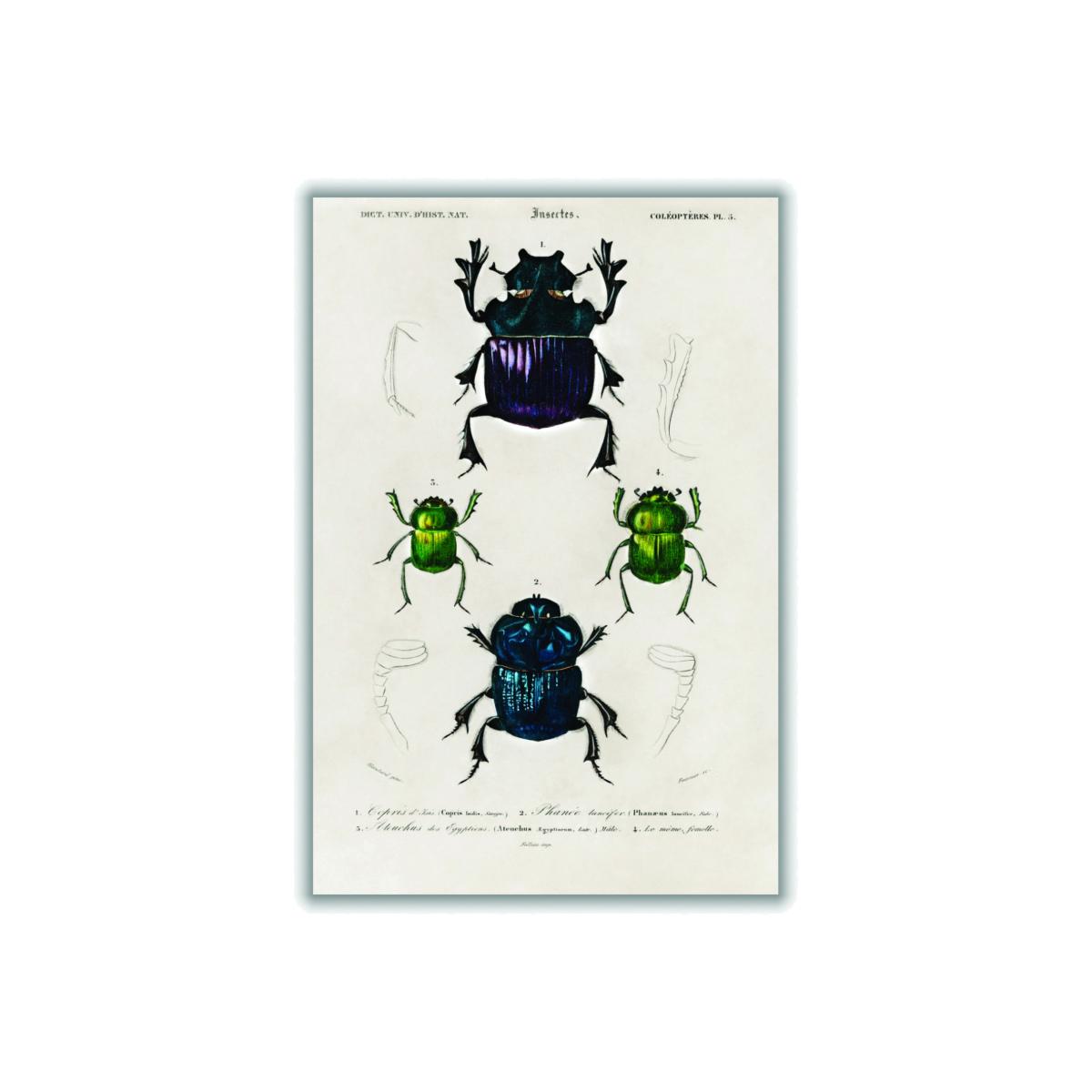 Vintage Insects Extra Small Stanley Print House – image 1